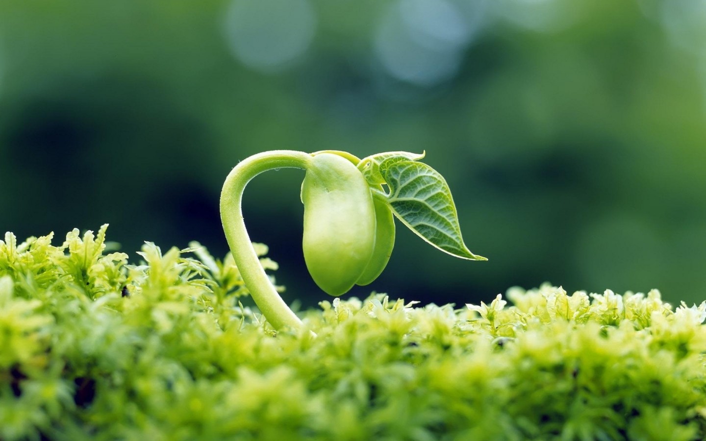 Ecología